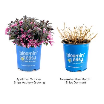 Image showing  2 gal. Potted Stunner Weigela Plant