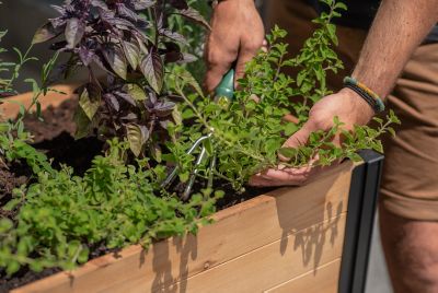 Image showing  Mezza Cedar Sprout Farm, Golden Brown, 32 in. x 18 in. x 33 in.