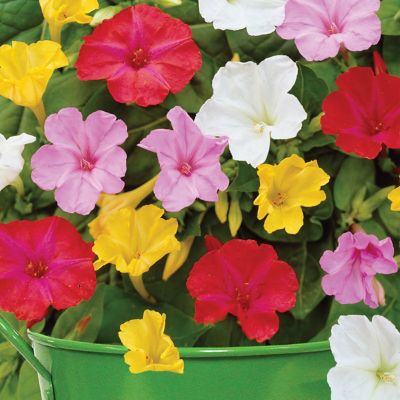 Van Zyverden Four O'Clocks Patio Gardening Kit with Green Metal Planter, Soil and Growers Pot