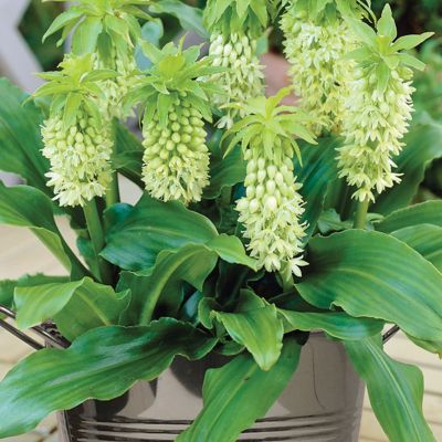 Van Zyverden Pineapple Lily Plant with Stainless Metal Planter, Soil and Growers Pot