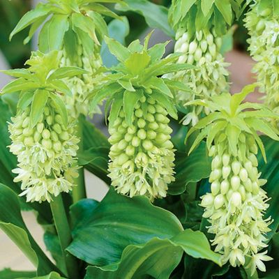 Image showing  Pineapple Lily Plant with Stainless Metal Planter, Soil and Growers Pot