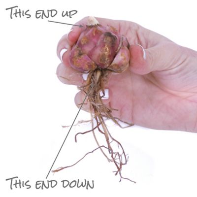 Image showing  Pineapple Lily Plant with Stainless Metal Planter, Soil and Growers Pot