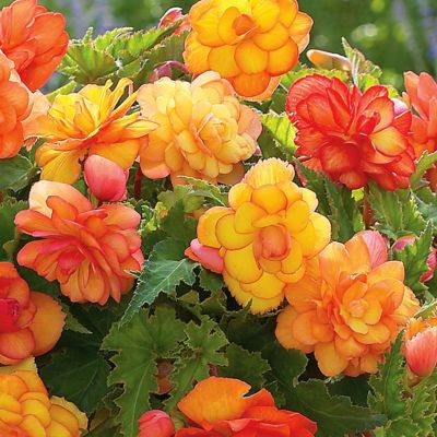 Image showing  Golden Balcony Begonia Patio Plant with Red Metal Planter, Soil and Growers Pot
