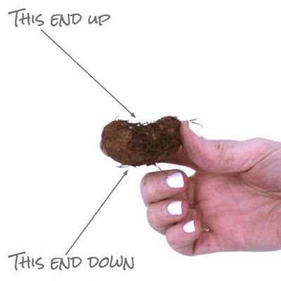 Image showing  Golden Balcony Begonia Patio Plant with Red Metal Planter, Soil and Growers Pot