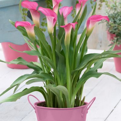 Van Zyverden Pink Calla Patio Plant with Pink Metal Planter, Soil and Growers Pot