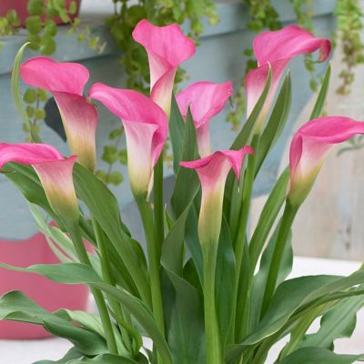 Image showing  Pink Calla Patio Plant with Pink Metal Planter, Soil and Growers Pot