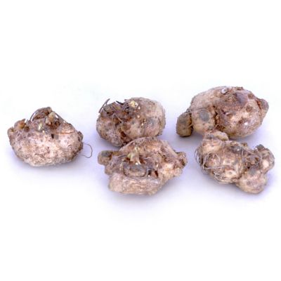 Image showing  Pink Calla Patio Plant with Pink Metal Planter, Soil and Growers Pot