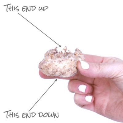 Image showing  Pink Calla Patio Plant with Pink Metal Planter, Soil and Growers Pot