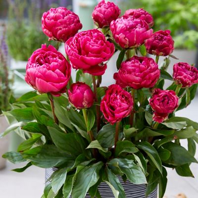 Van Zyverden London Peony Patio Plant for Containers