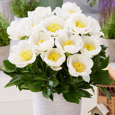 Van Zyverden Dublin Peony Patio Plant for Containers