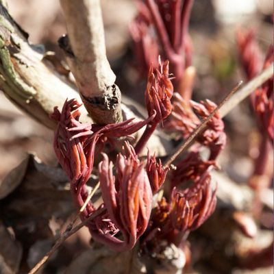 Image showing  Dublin Peony Patio Plant for Containers