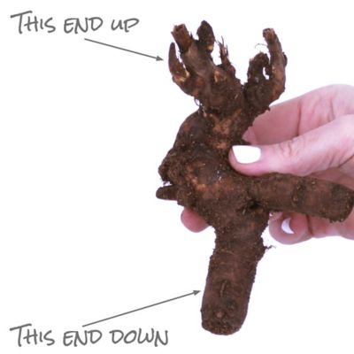 Image showing  Dublin Peony Patio Plant for Containers