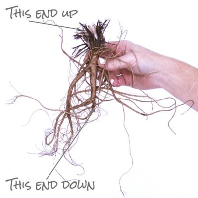 Image showing  Columbine Aquilegia Plant Mix, 5 Roots