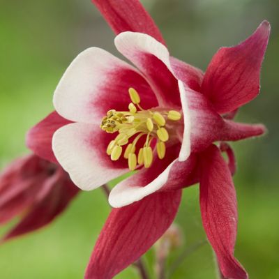 Van Zyverden Columbine Biedermeier Aquilegia Plant, 5 Roots