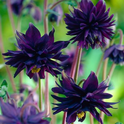 Van Zyverden Columbine Black Barlow Aquilegia Plant, 5 Roots