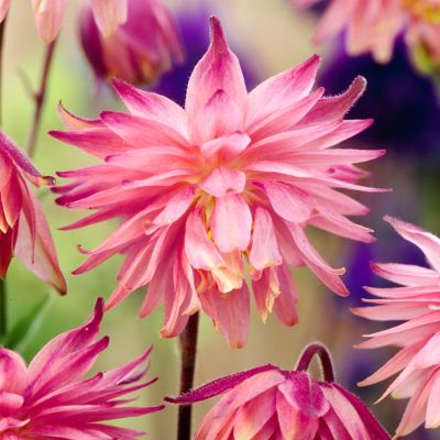 Van Zyverden Columbine Pink Barlow Aquilegia Plant, 5 Roots