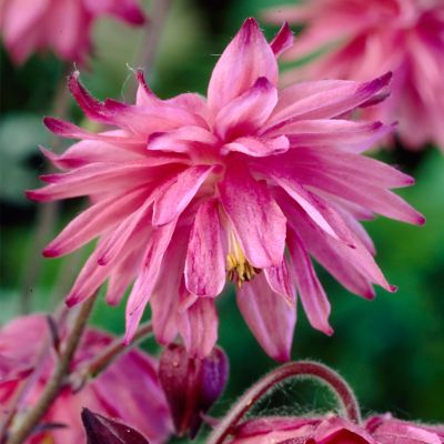 Image showing  Columbine Pink Barlow Aquilegia Plant, 5 Roots