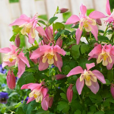 Image showing  Columbine Pink Barlow Aquilegia Plant, 5 Roots