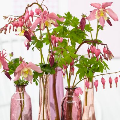 Image showing  Columbine Pink Barlow Aquilegia Plant, 5 Roots