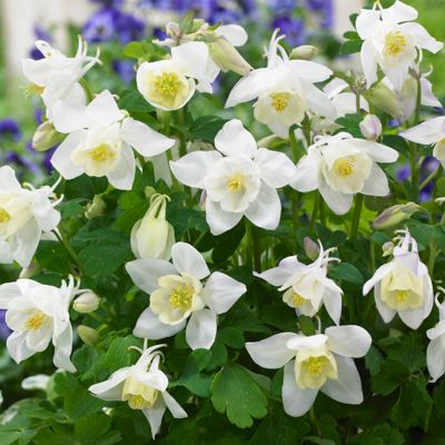 Van Zyverden Columbine White Barlow Aquilegia Plant, 5 Roots
