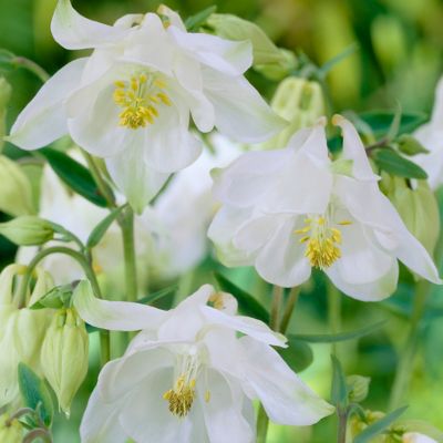 Image showing  Columbine White Barlow Aquilegia Plant, 5 Roots