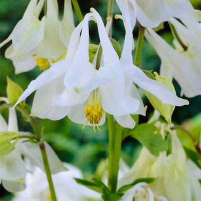 Image showing  Columbine White Barlow Aquilegia Plant, 5 Roots