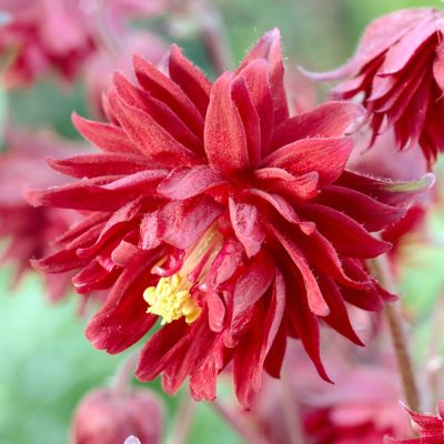 Image showing  Columbine Ruby Port Aquilegia Plant, 5 Roots