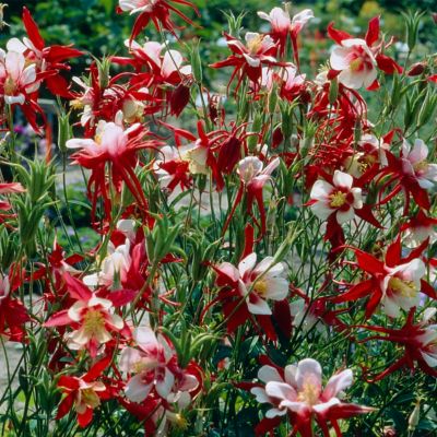 Van Zyverden Columbine Crimson Star Aquilegia Plant, 5 Roots