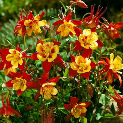 Image showing  Columbine Crimson Star Aquilegia Plant, 5 Roots