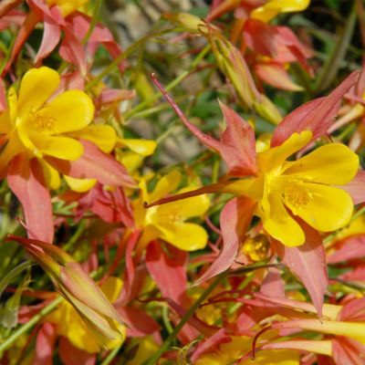 Image showing  Columbine Crimson Star Aquilegia Plant, 5 Roots