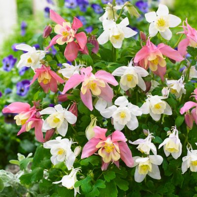 Van Zyverden Columbine Pink and White Barlow Aquilegia Plant Blend, 8 Roots