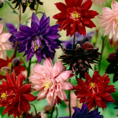 Van Zyverden Columbine Artisian Aquilegia Plant Blend, 8 Bulbs
