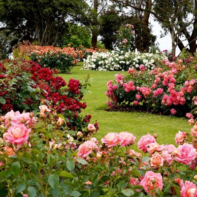 Image showing  Maurice Utrillo Rose Plant