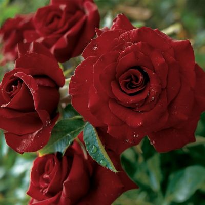 Van Zyverden Black Magic Rose Plant