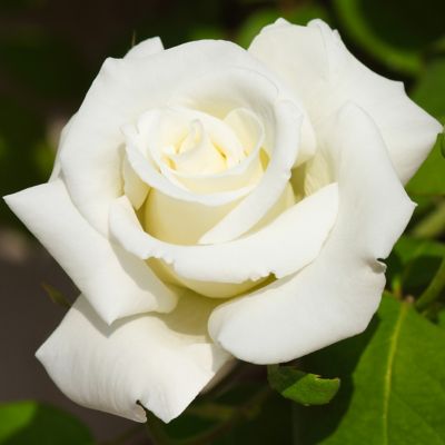 Van Zyverden White Magic Rose Plant