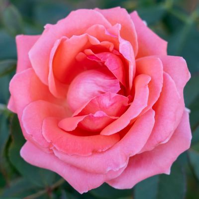Van Zyverden CL America Climbing Rose Root