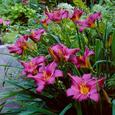 Van Zyverden Summer Wine Daylily Mix Plants, 5 pc. Roots