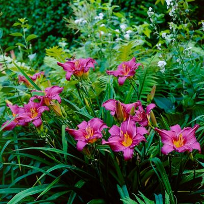 Image showing  Summer Wine Daylily Mix Plants, 5 pc. Roots