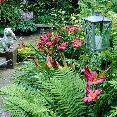 Image showing  Summer Wine Daylily Mix Plants, 5 pc. Roots