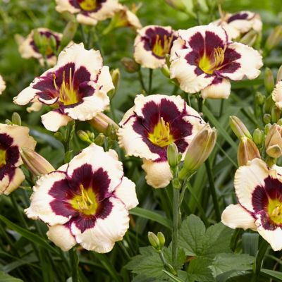 Van Zyverden Multi-Color Celebration of Angeles Daylily Mix Plants, 5 pc. Roots