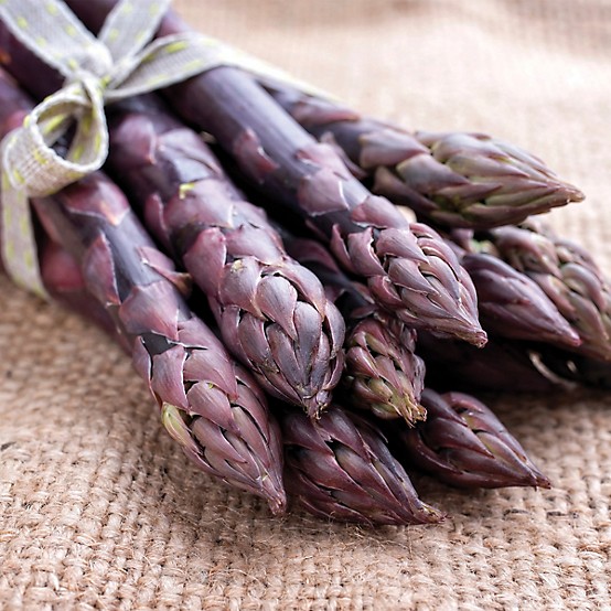 Van Zyverden Purple Passion Asparagus Plant, 12 Roots at Van Zyverden Purple Passion Asparagus Plant, 12 Roots at