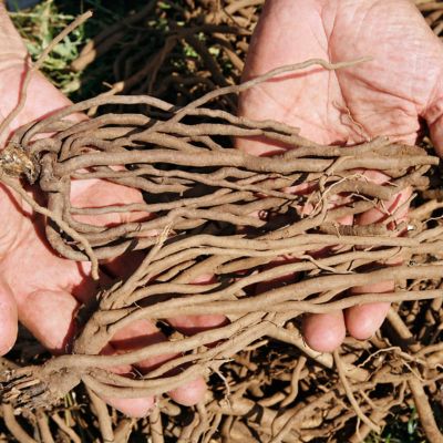 Image showing  Purple Passion Asparagus Plant, 12 Roots