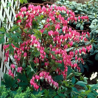 Van Zyverden Bleeding Heart Plant