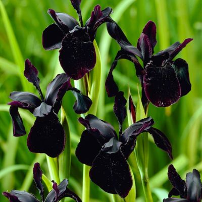 Van Zyverden Black Chrysographes Iris Plant, 3 Bulbs