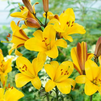 Van Zyverden Premium OT Hybrid Yellow Planet Lily Plant, 5 Mammoth Bulbs