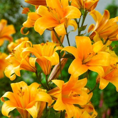 Van Zyverden Premium OT Hybrid Orange Planet Lily Plant, 5 Mammoth Bulbs