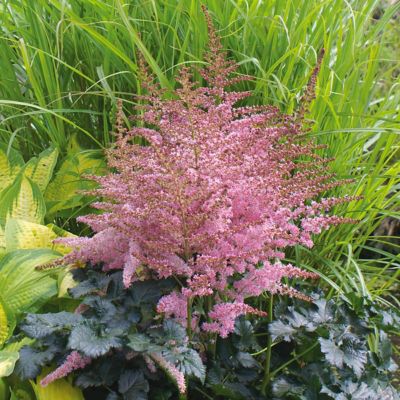 Van Zyverden Chocolate Kiss Astilbe Plants, 5 pc. Roots
