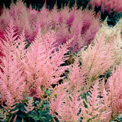 Van Zyverden Everchanging Peaches and Cream Astilbe Plant, 5 Roots