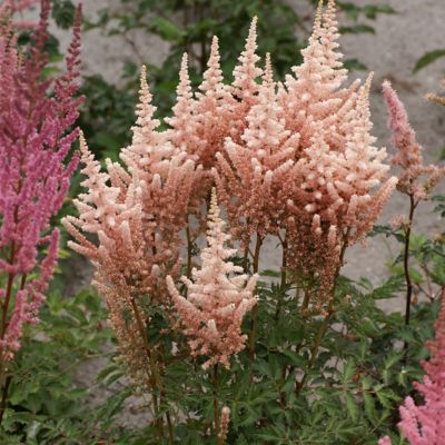 Van Zyverden Exclusive Sara's Coral Astilbe Plant, 5 Roots