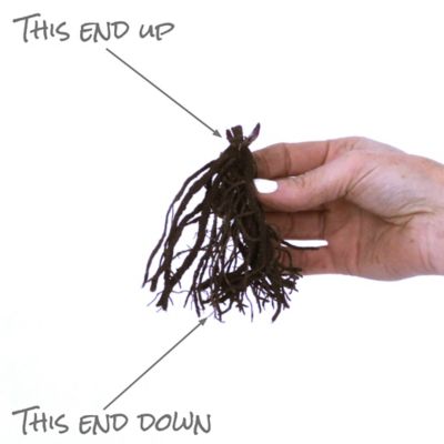 Image showing  Blue Boy Tall Phlox Paniculata Mix Plants, 5 pc. Roots